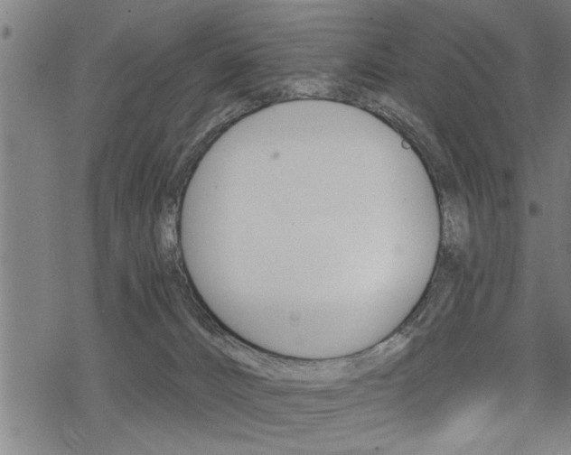 X0000069810032200605190856