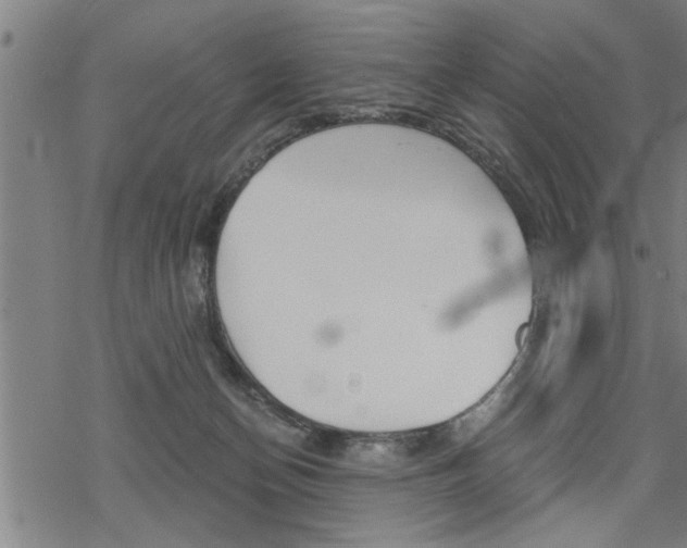 X0000069810174200605190854