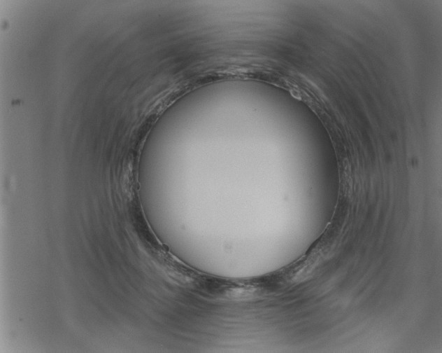 X0000069810364200605190851