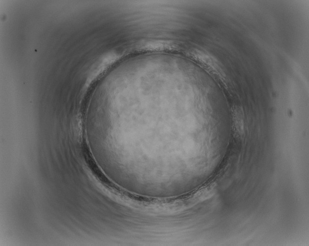 X0000069810016200605191057