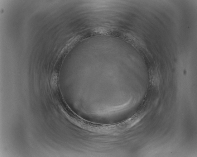 X0000069810036200605191057