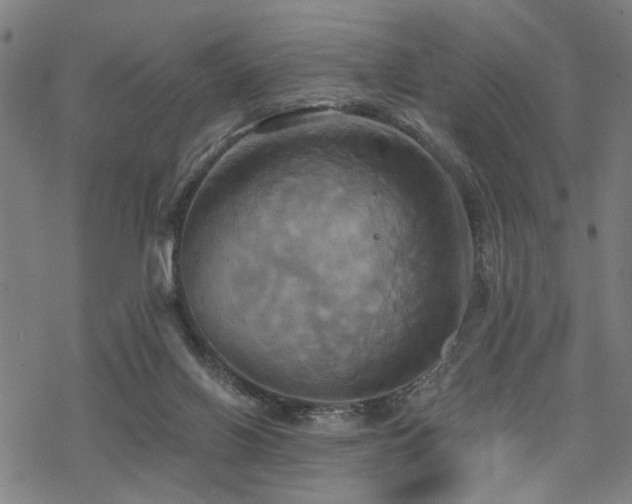 X0000069810070200605191056