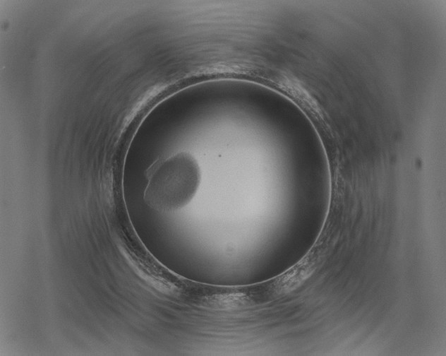 X0000069810108200605191055