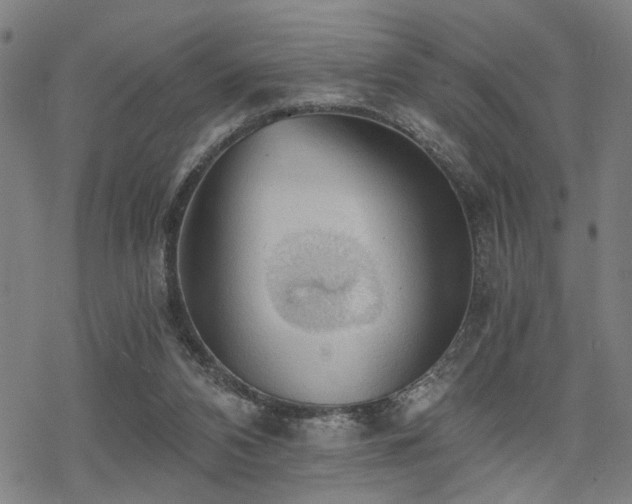 X0000069810112200605191055