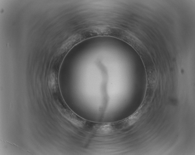 X0000069810132200605191055