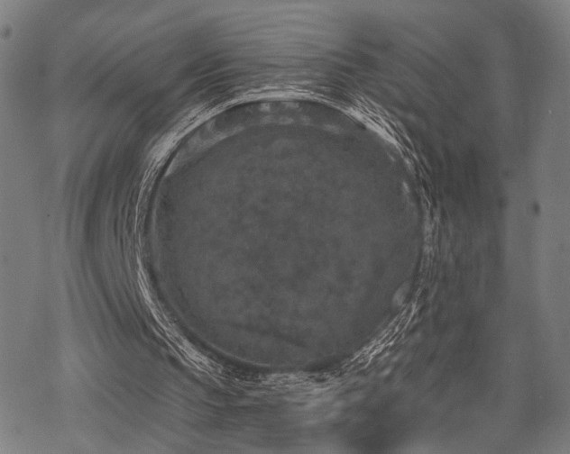 X0000069810145200605191054