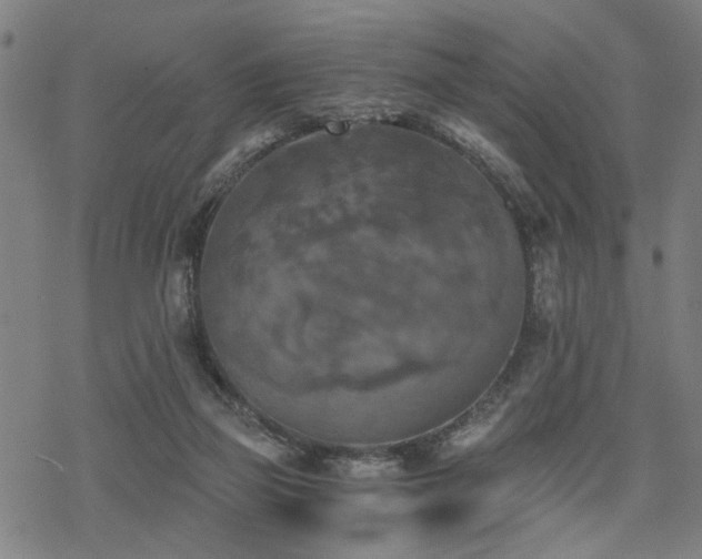 X0000069810165200605191054