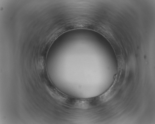 X0000069810174200605191055