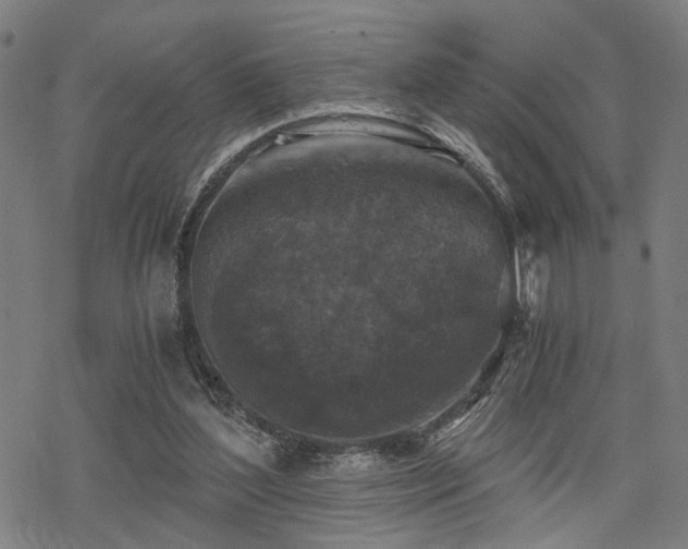 X0000069810204200605191054