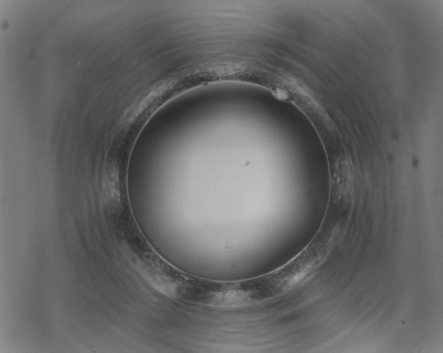 X0000069810212200605191054