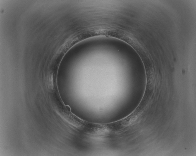 X0000069810262200605191053