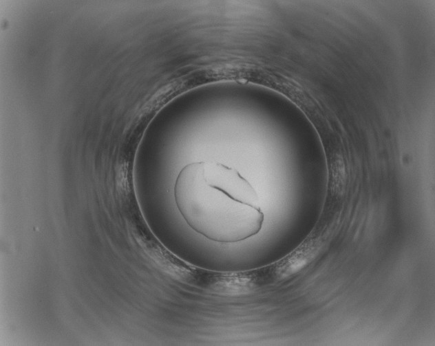 X0000069810278200605191053