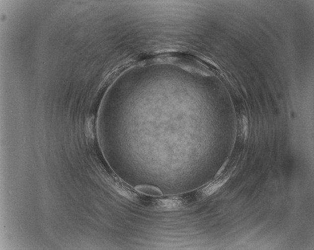 X0000069810286200605191053