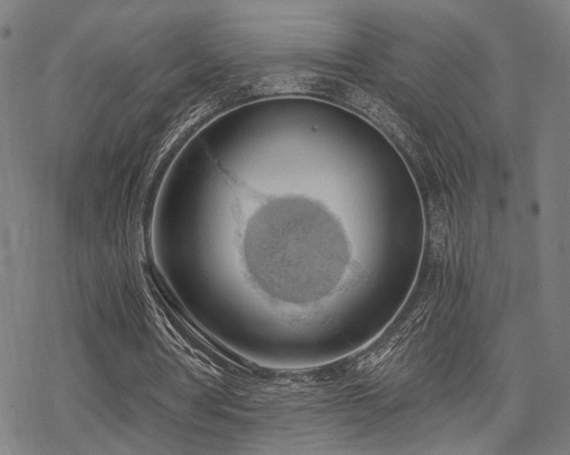 X0000069810386200605191051