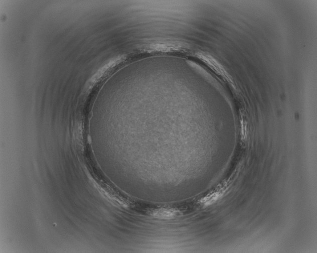 X0000069810444200605191050