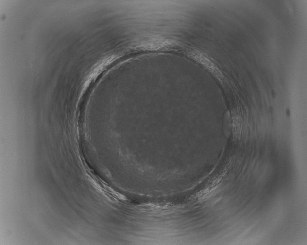 X0000069810626200605191046