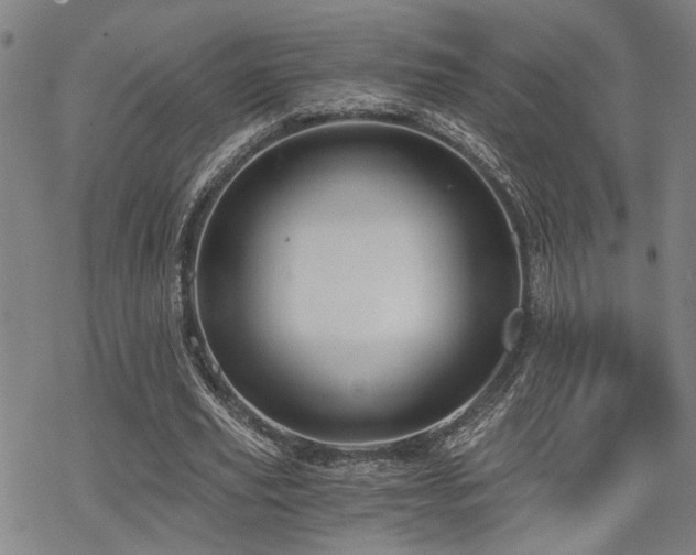 X0000069810629200605191046