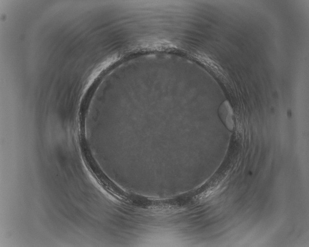 X0000069810630200605191046