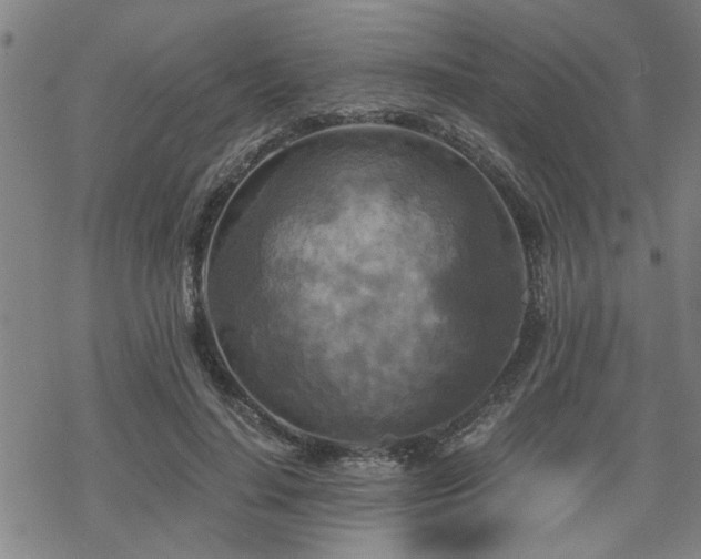 X0000069810644200605191046