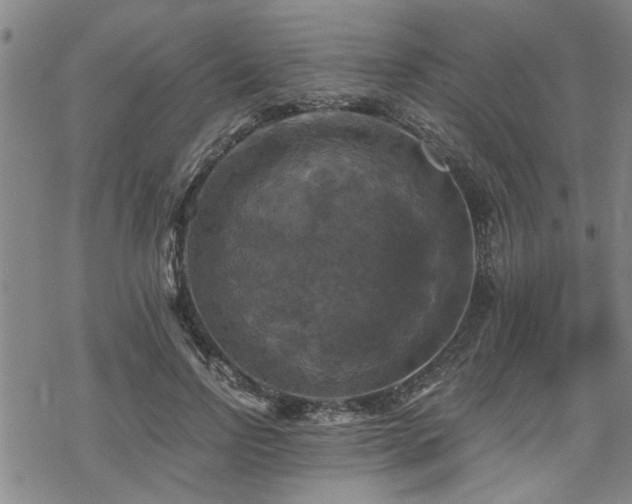 X0000069810742200605191045