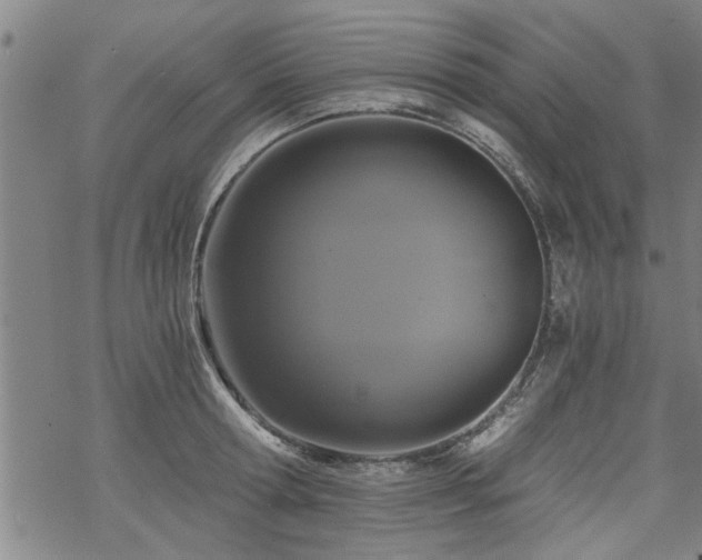 X0000069810802200605191044