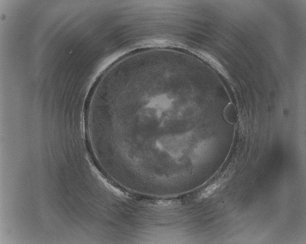 X0000069810839200605191043