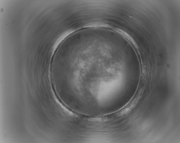 X0000069810855200605191044