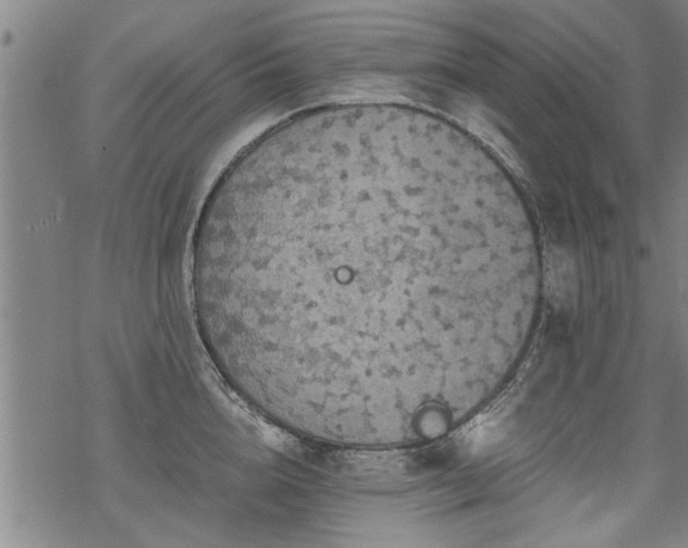 X0000069810856200605191044