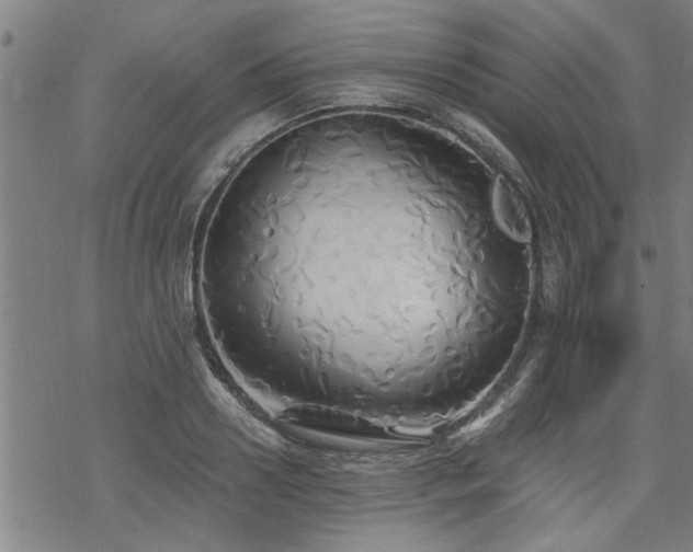 X0000069810938200605191042