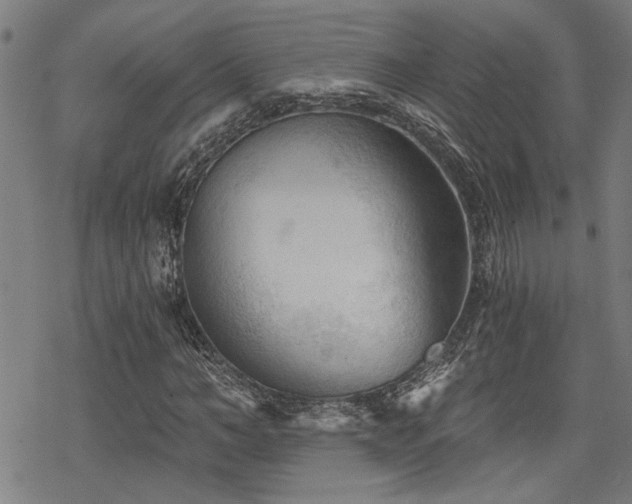 X0000069810966200605191041