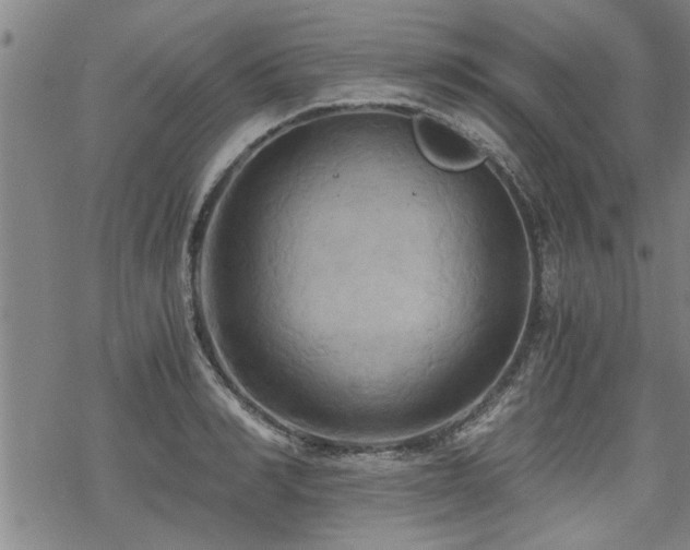 X0000069810990200605191041