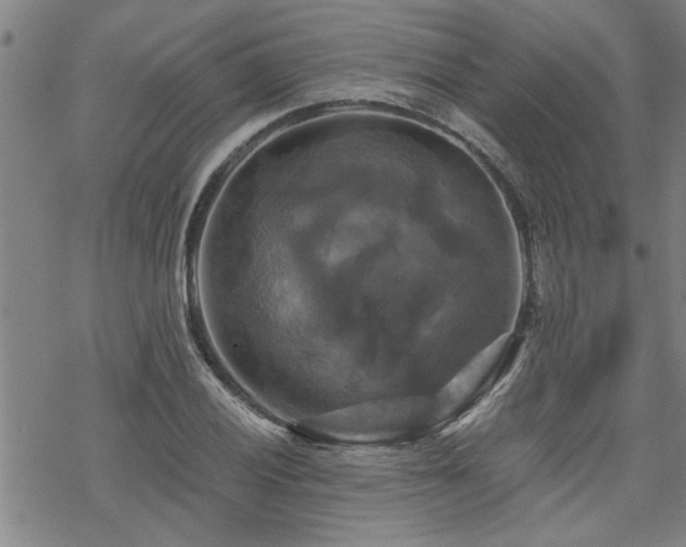 X0000069811028200605191040