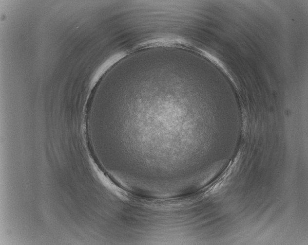 X0000069811042200605191040