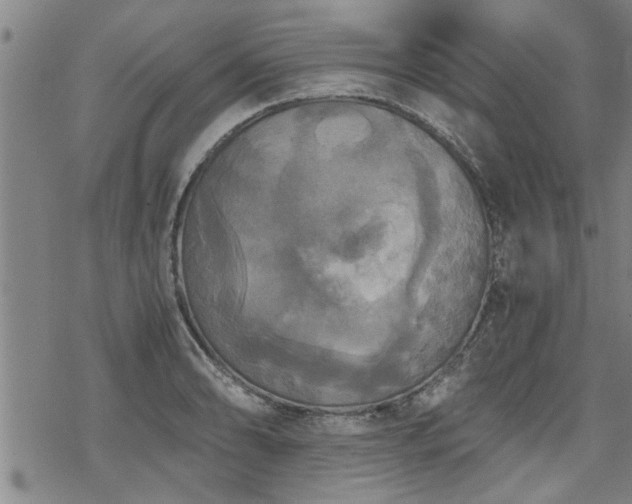 X0000069811086200605191039