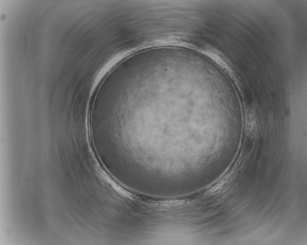 X0000069811294200605191036