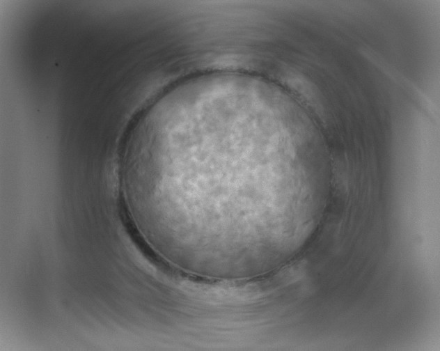 X0000069810016200605221216