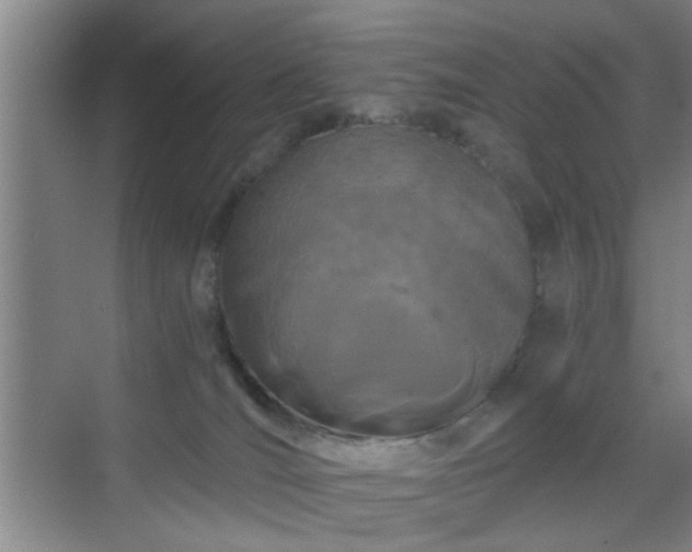 X0000069810036200605221216