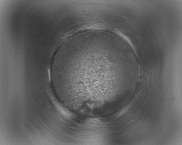 X0000069810061200605221215