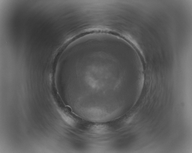 X0000069810063200605221215