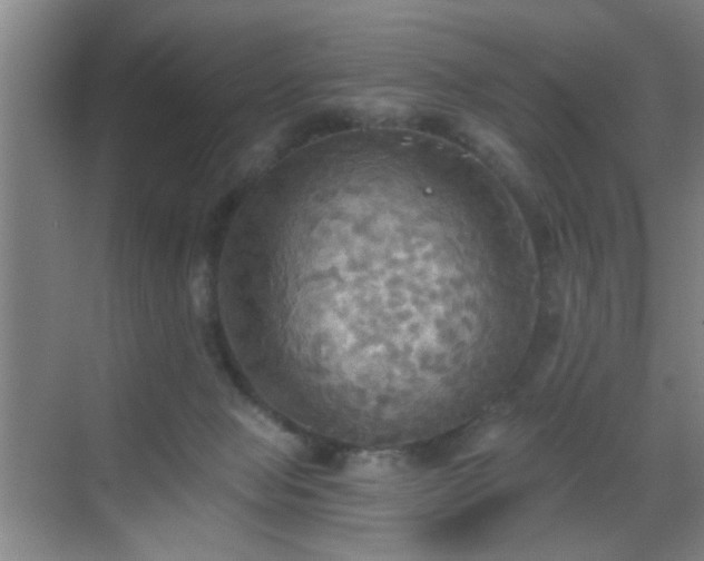 X0000069810077200605221215