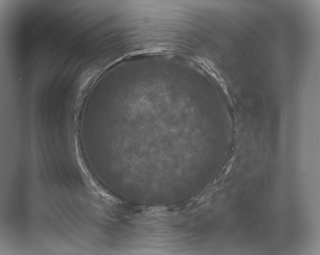 X0000069810097200605221215