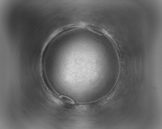 X0000069810102200605221214