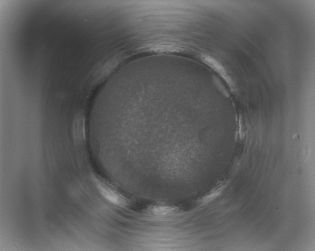 X0000069810205200605221213