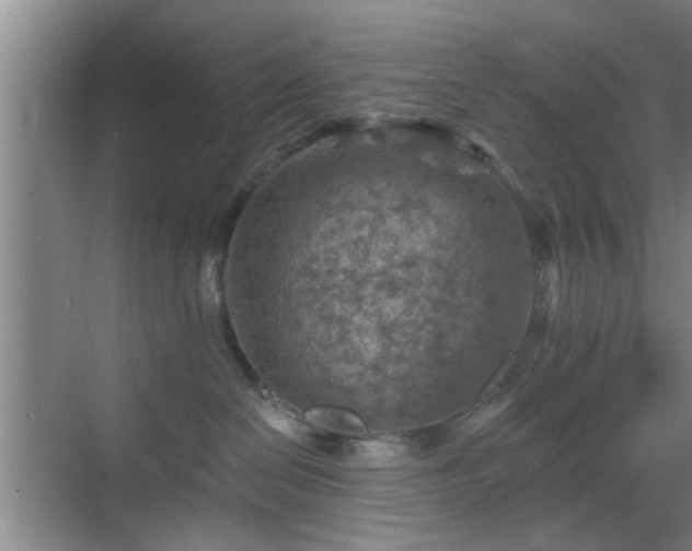 X0000069810286200605221212