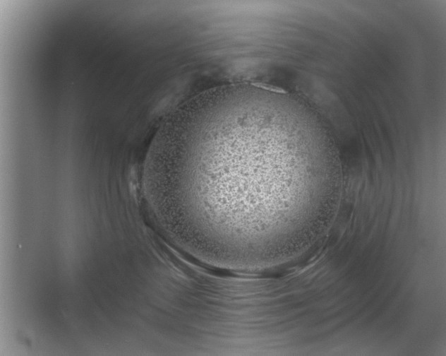 X0000069810335200605221210