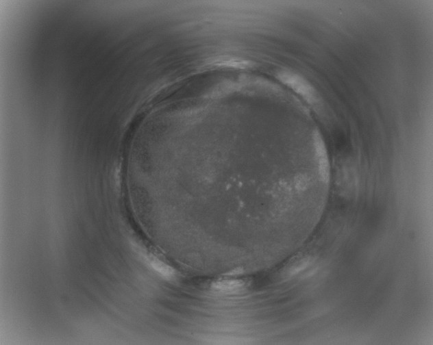 X0000069810357200605221210