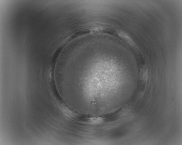 X0000069810363200605221210