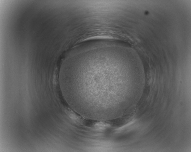 X0000069810515200605221207