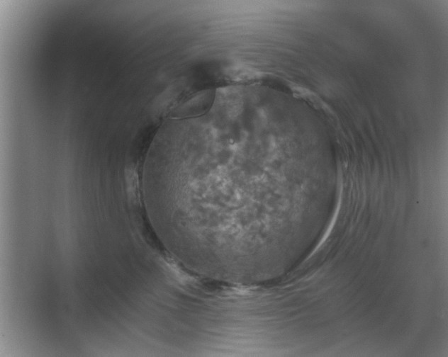 X0000069810523200605221207