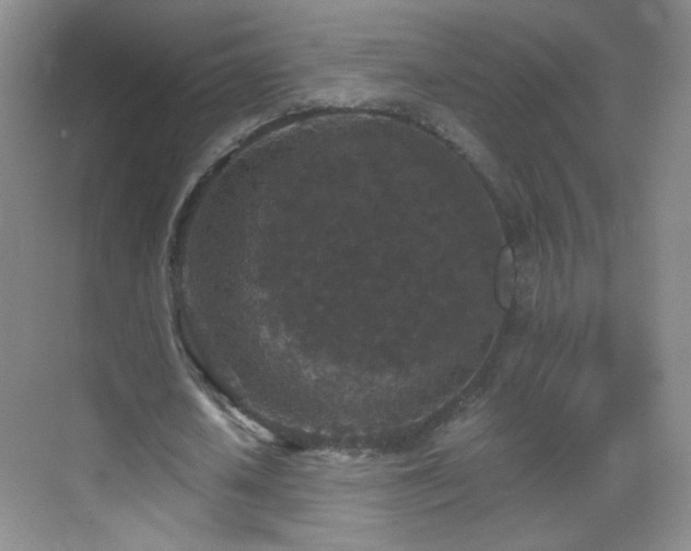 X0000069810626200605221205